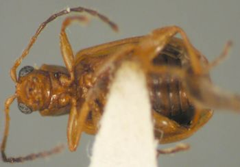 Media type: image;   Entomology 25245 Aspect: habitus ventral view